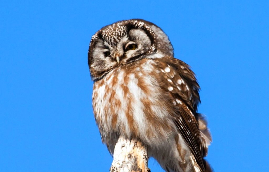 Совы обладают отличными слухом и зрением