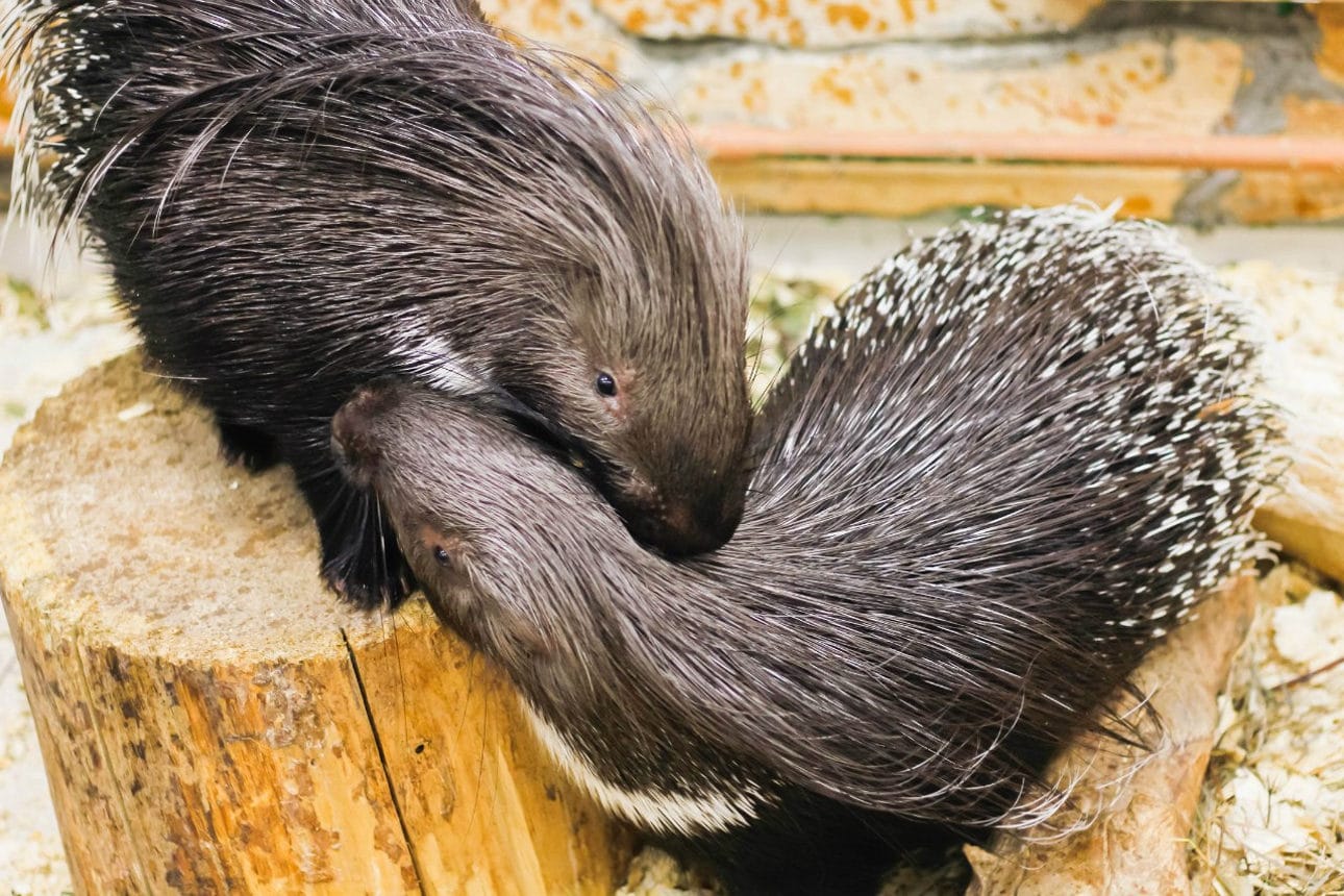 Самец и самка дикобраза