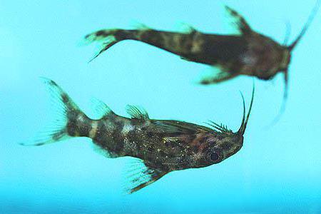 сом перевертыш размножение