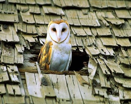Сова на крыше