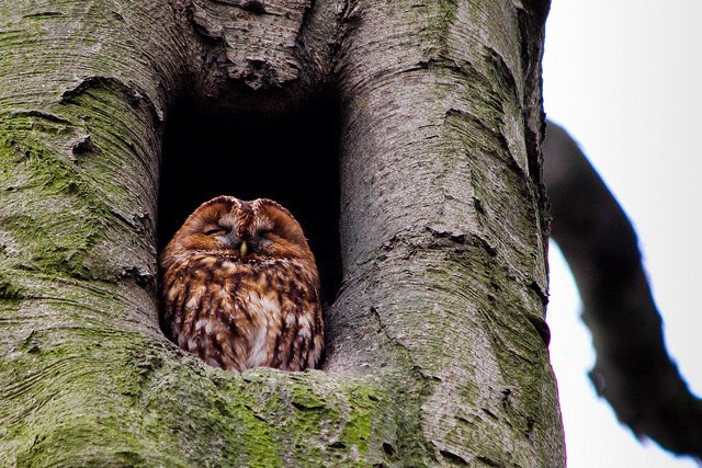 сова в дупле
