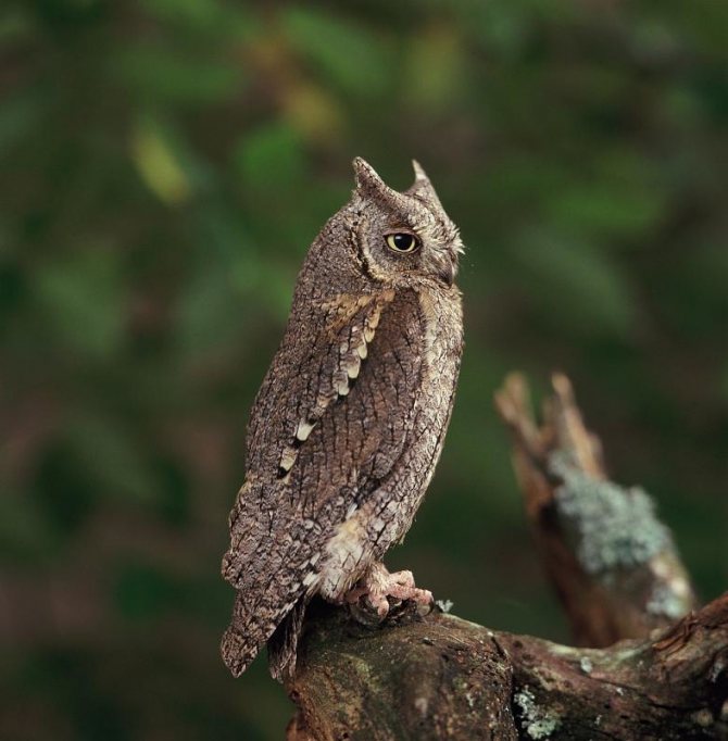 Сплюшка - Otus scops