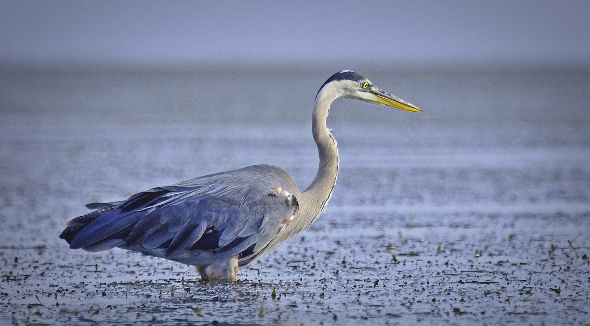 Серая цапля