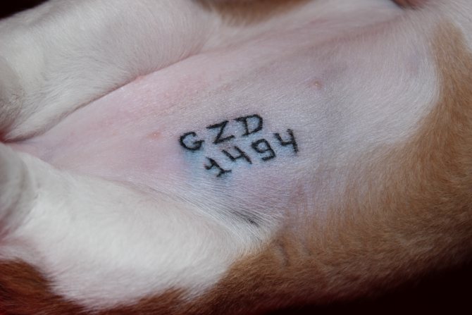Так выглядит клеймо на собаке