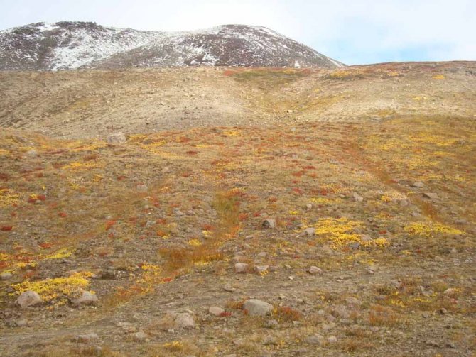 Тундра - животные, растения видео фото картинки