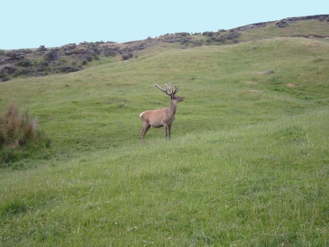 Тундра - животные, растения видео фото картинки