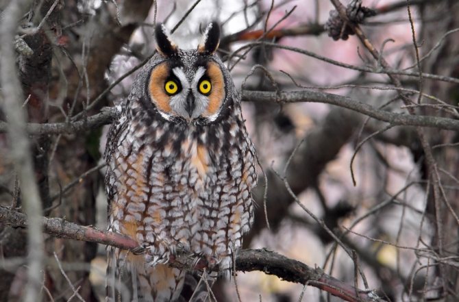 Ушастая сова - Asio otus