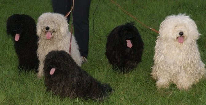 виды собак пули