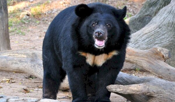 Враги белогрудого медведя