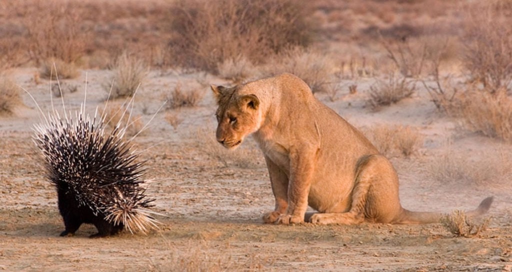 Львица и дикобраз