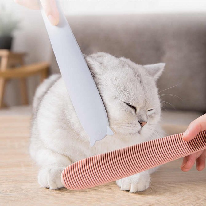 Вычесывание британской шиншиллы щеткой