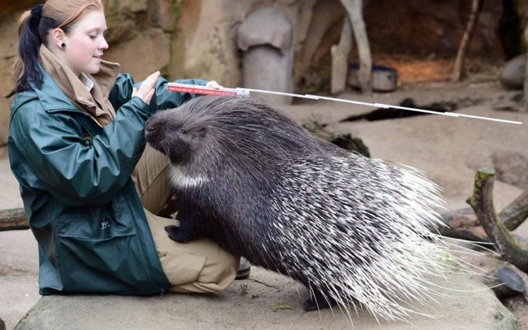 Взаимодействие дикобразов с людьми