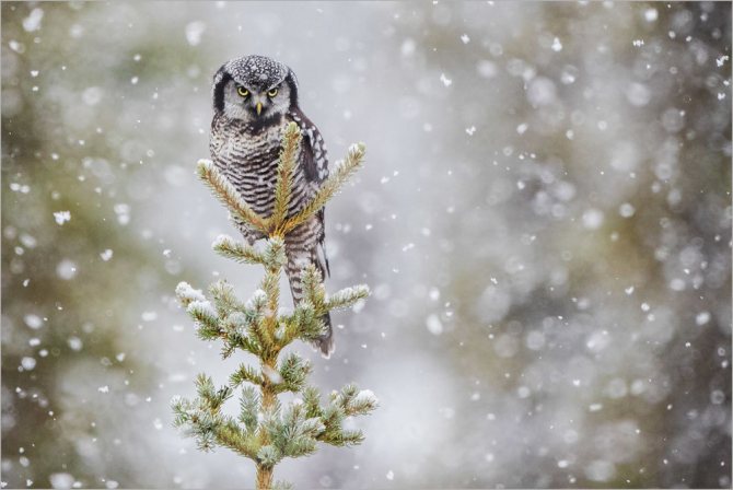 ястребиная сова - Surnia ulula