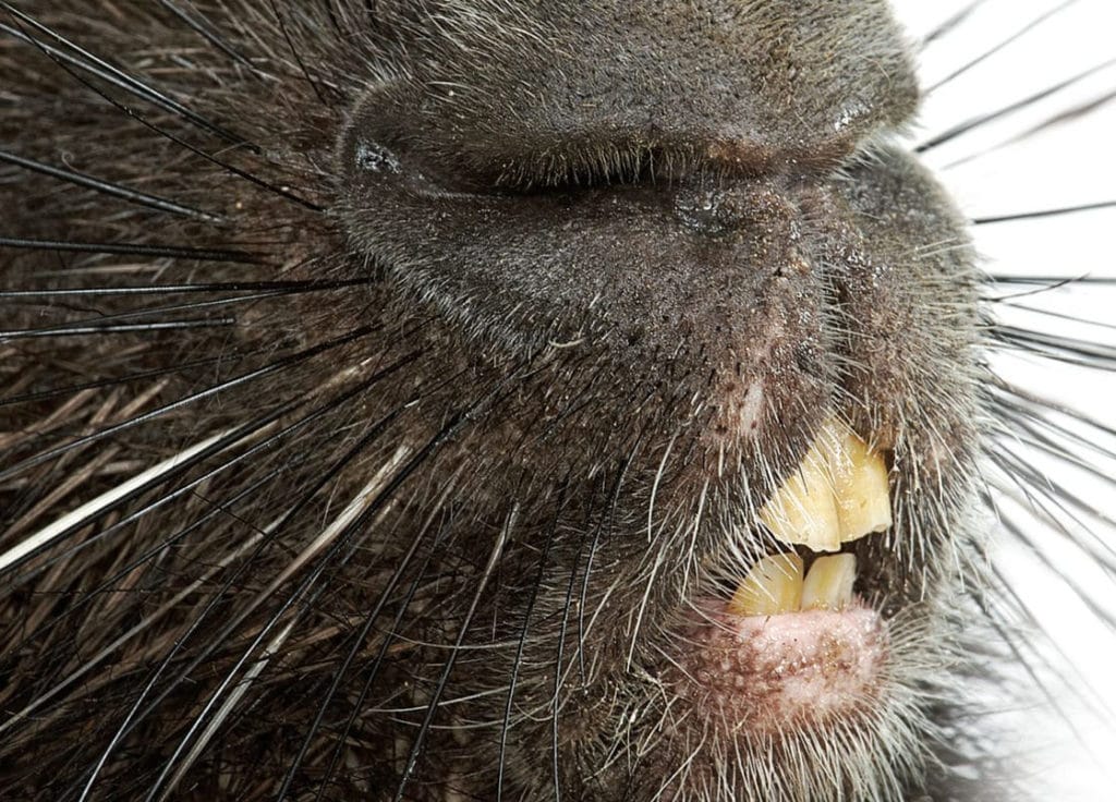 Зубы дикобраза