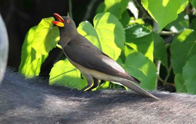Желтоклювый буйволовый скворец