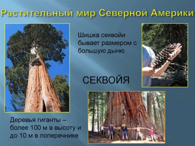 животные америки