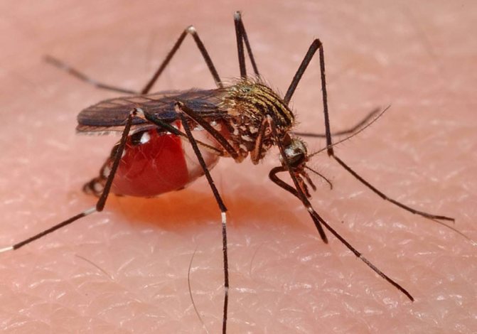 Животные тундры: Гнус