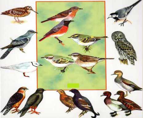 Зимующие птицы Якутии