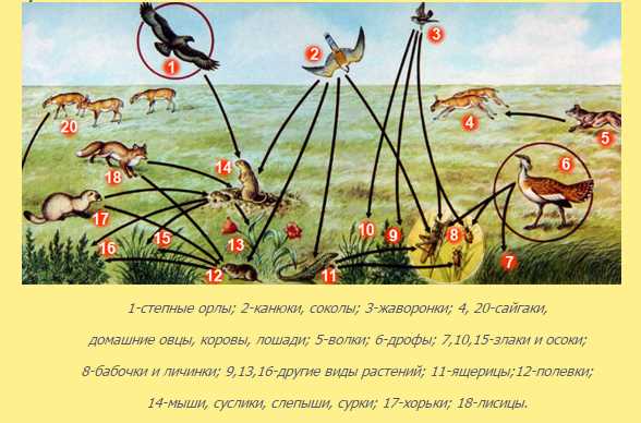  Растения степной зоны: описание и характеристики 