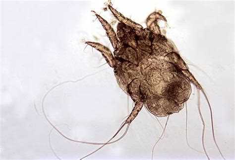  Ушной клещ у собак: симптомы, лечение и профилактика | Наш сайт 