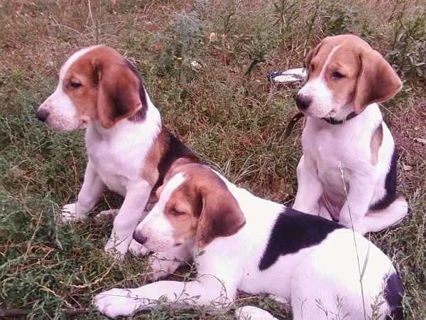 Названия на основе названия линии