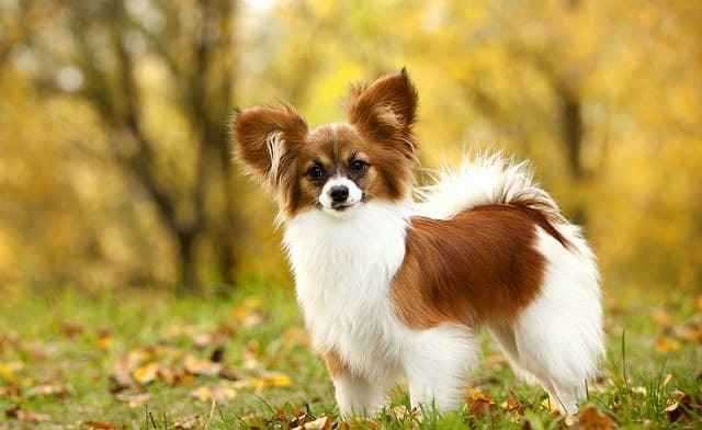 10 самых добрых пород собак, которые станут идеальным другом для всей семьи