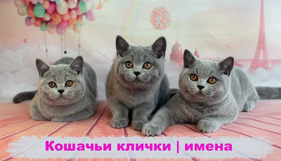 100 красивых имен для кошек-девочек: выбирайте именно для своей киски