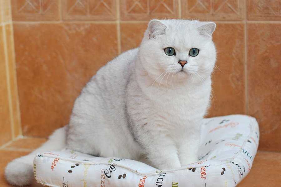 Культурные клички