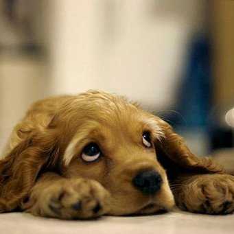 Подбор имени для вашего питомца