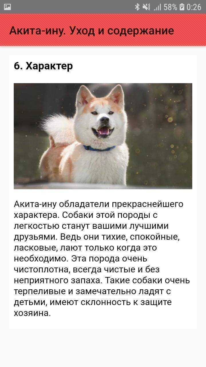 Как ухаживать за акита ину?