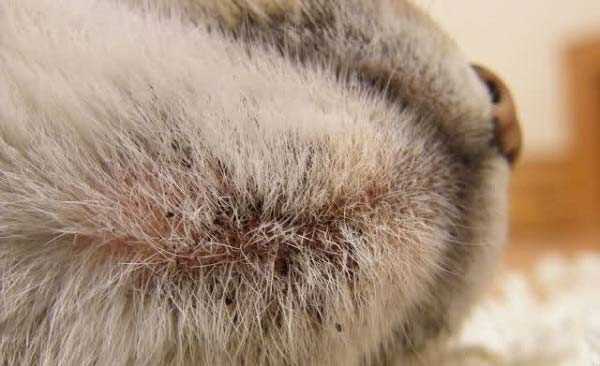 Контроль за кормлением и здоровьем кошки