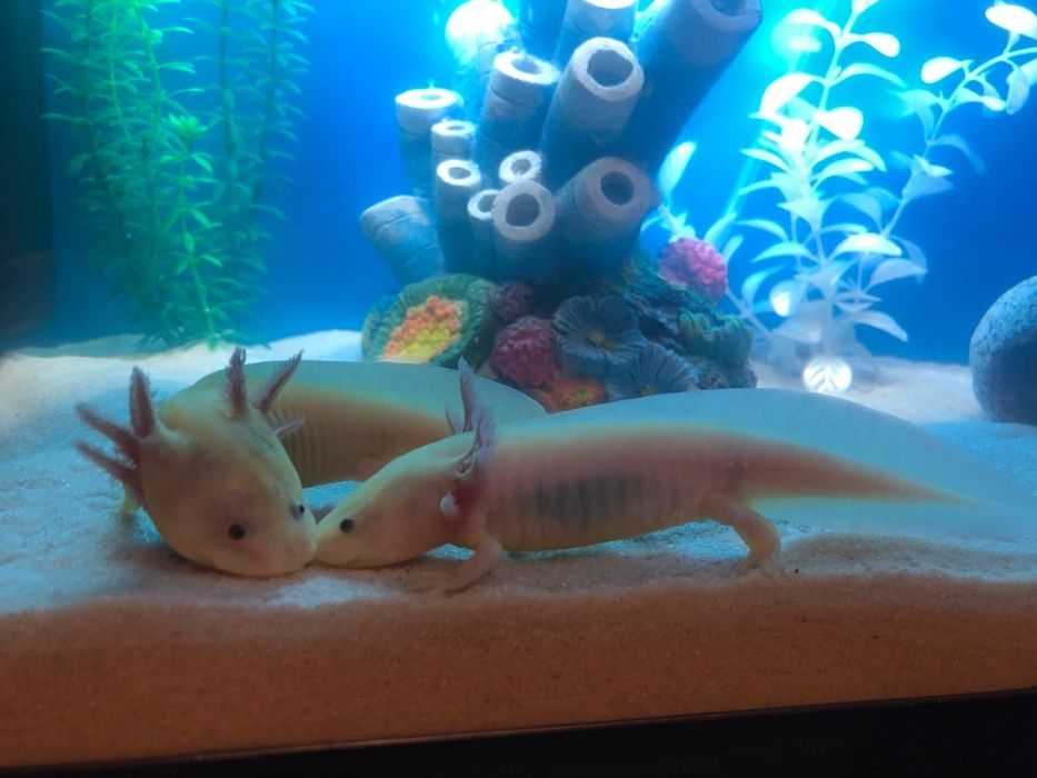 Кормовые продукты для аксолотля