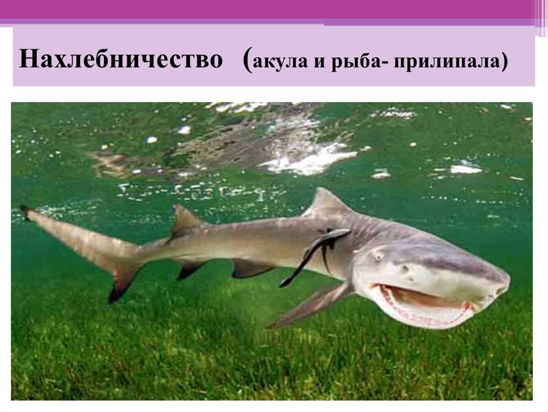 Различные виды рыб с присоской