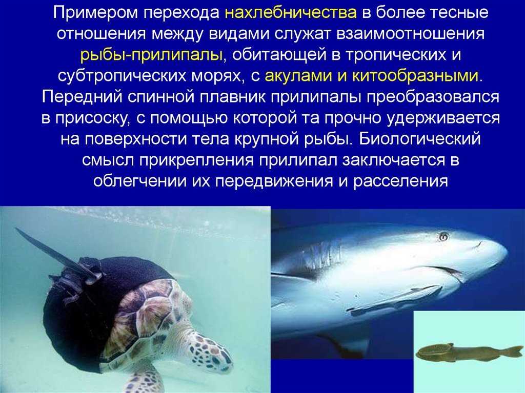 Акула и рыба прилипала тип взаимоотношений