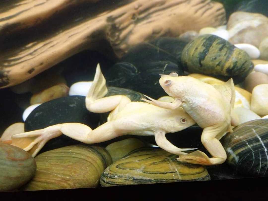 Аквариумные лягушки: содержание, кормление и уход