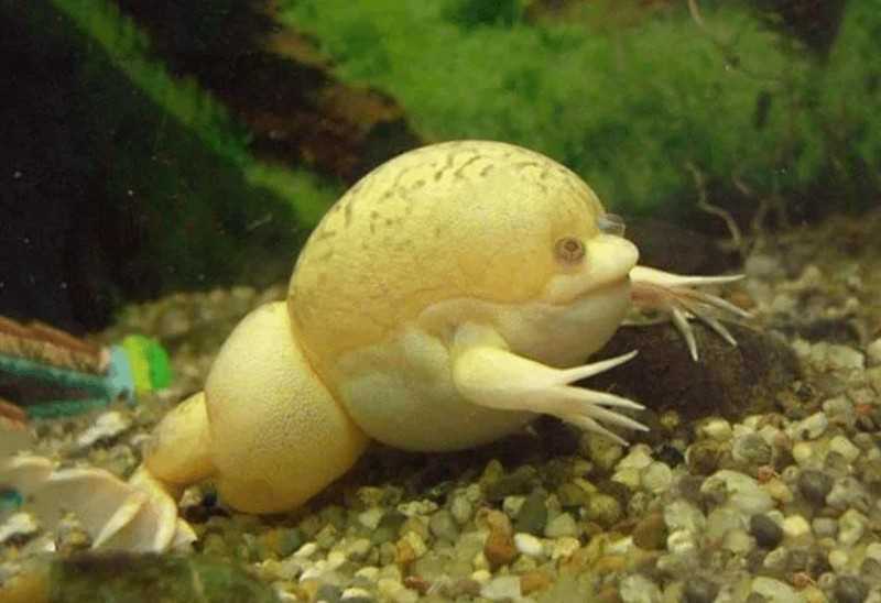 Все, что нужно знать об аквариумных лягушках: описание, содержание и уход Аквариумные лягушки описание содержание и уход