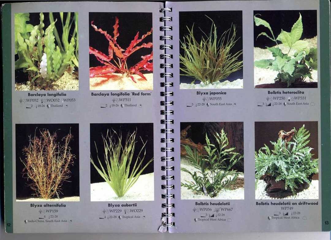 Распространенные аквариумные растения фото с названиями