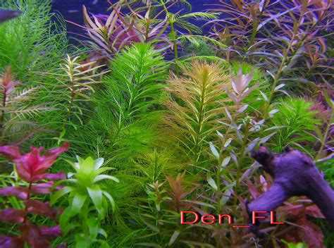 Аквариумные растения: фото с названиями