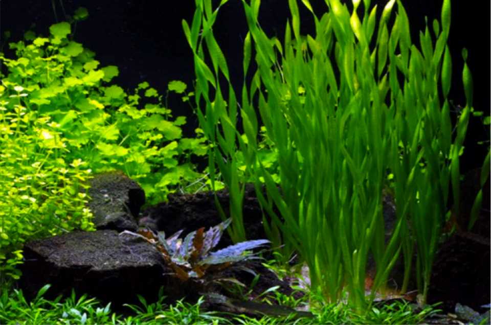 Аквариумные растения с названиями и фото для начинающих: как выбрать и ухаживать - полный гайд! Аквариумные растения с названиями и фото для начинающих: как выбрать и ухаживать - полный гайд!