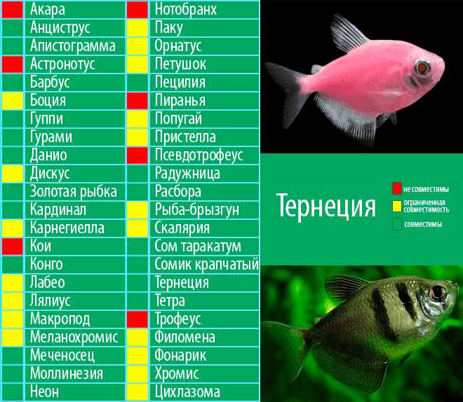 Аквариумная совместимость видов рыб - таблица Аквариумные рыбки совместимость видов таблица