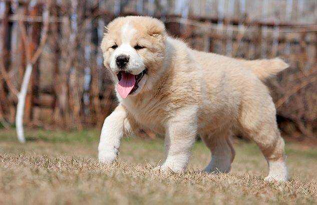 Содержание алабаев