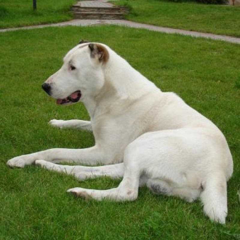 Алабай: характеристика породы, особенности содержания и ухода
