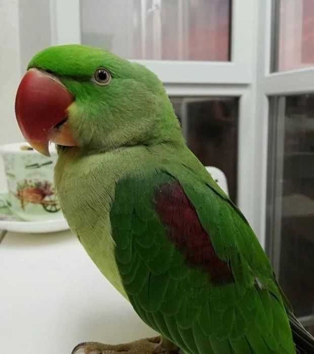 Чем отличается ожереловый попугай от александрийского?