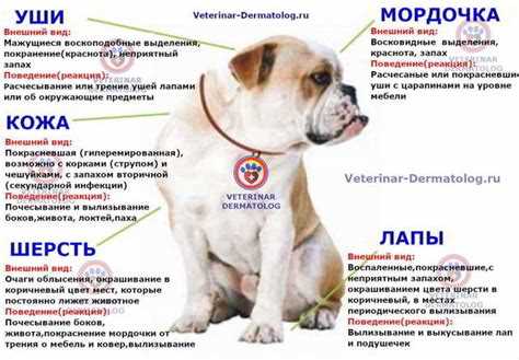 Аллергия у собак: симптомы, причины и лечение Аллергия у собак: симптомы, причины и лечение