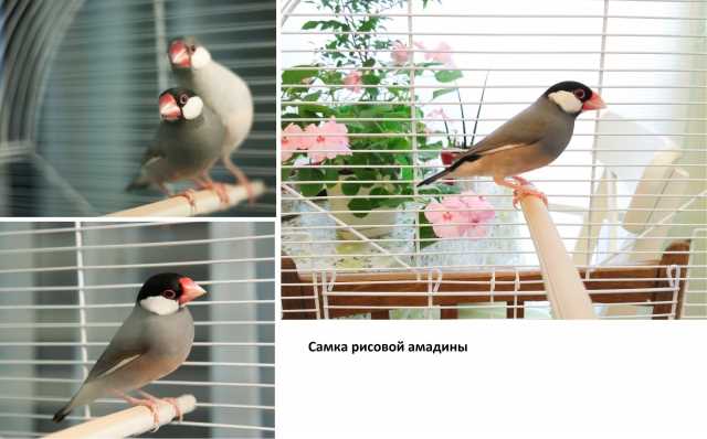 Японские амадины: особенности и отличия