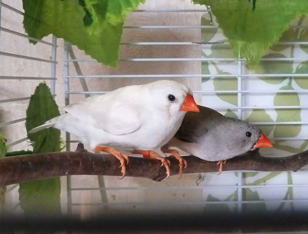 Как отличить самца от самки у амадин