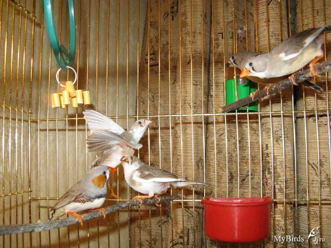 Амадины как отличить самца от самки Амадины как отличить самца от самки