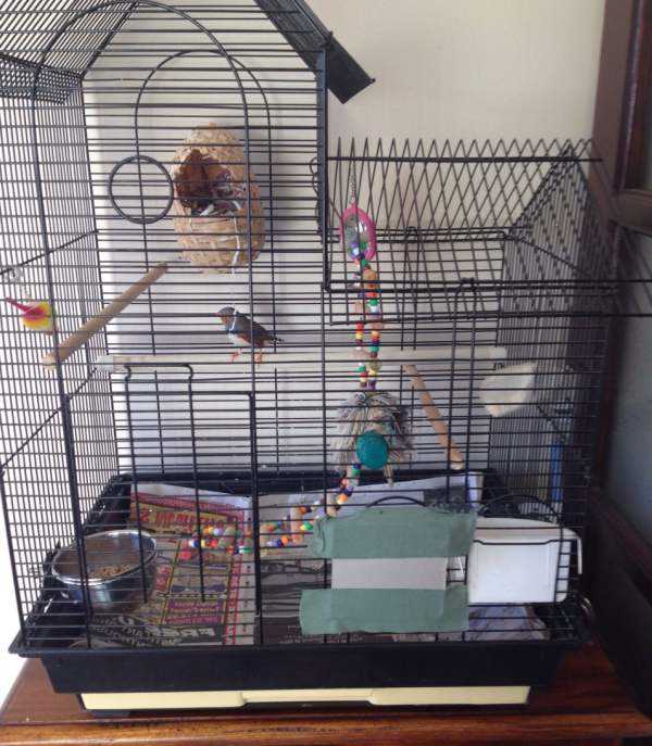 Фотографии амадин: красота в каждой птичьей фотографии