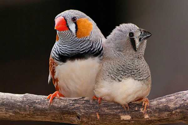 Амадины: уход и содержание птиц в домашних условиях