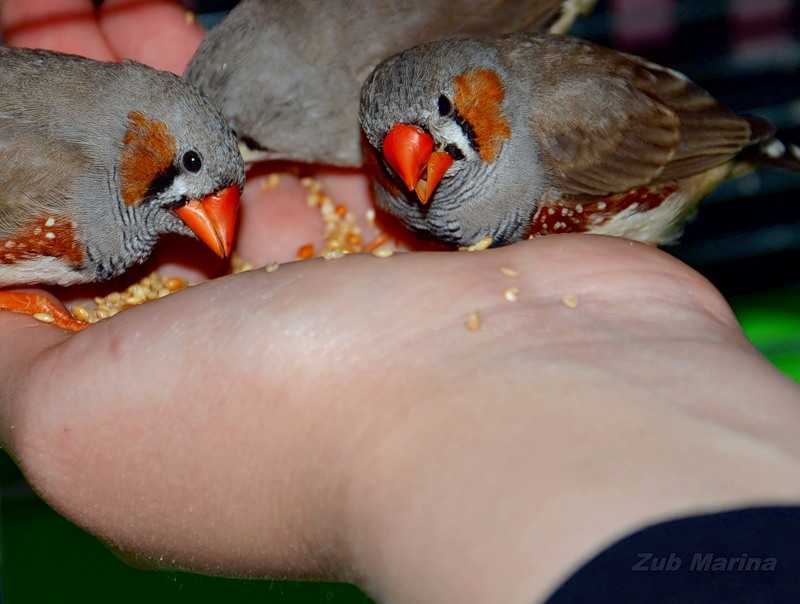 Условия размножения